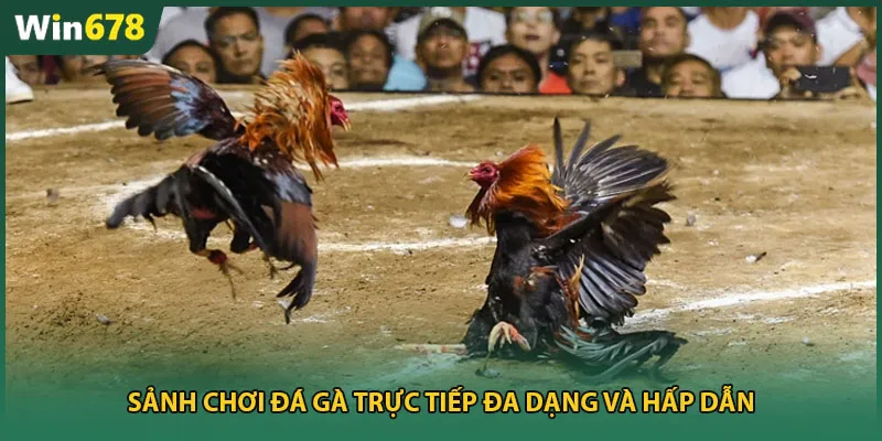 Sảnh chơi đá gà trực tiếp đa dạng và hấp dẫn
